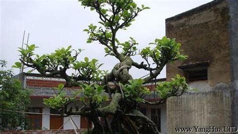 榕樹 風水|養榕樹風水：家居必備的招財神木【養榕樹風水】 – 香。